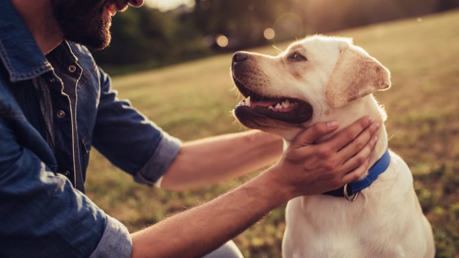 An Owner's Guide to Insuring Pets